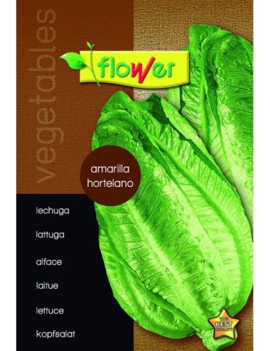 Lechuga amarillo hortelano