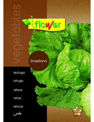 Lechuga brasiliana
