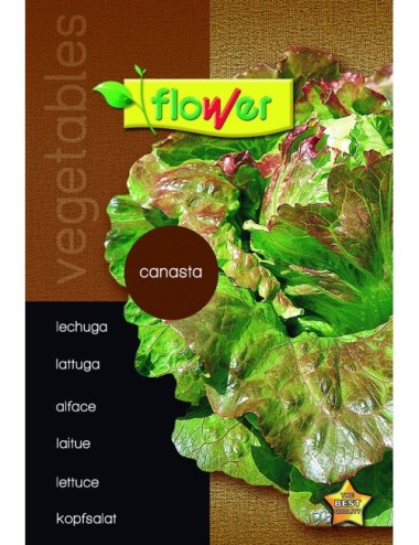Lechuga canasta