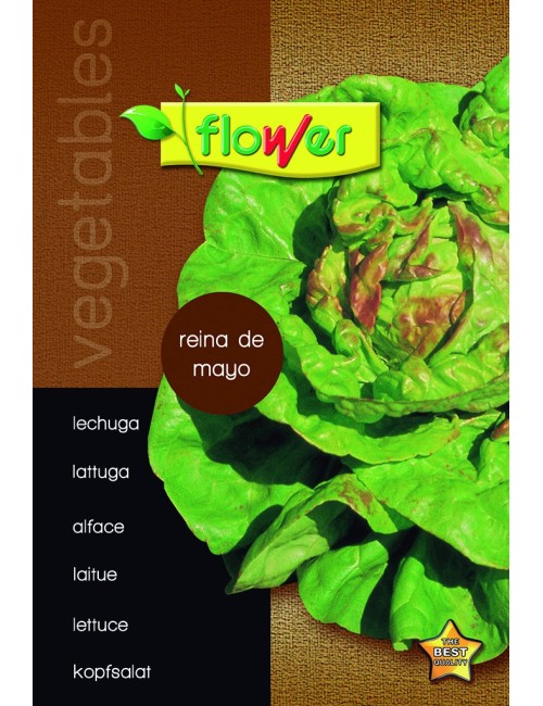 Lechuga reina de mayo