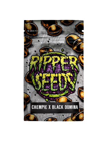 Chempie x black domina