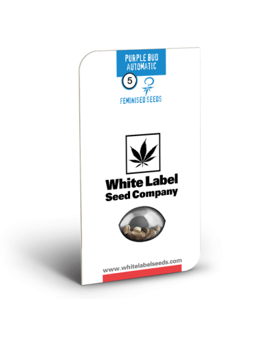 Purple bud auto (3) white label