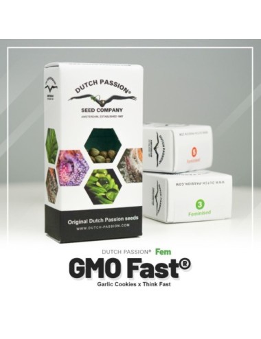 Gmo fast dutch passion