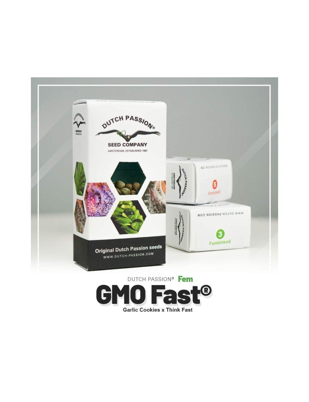 Gmo fast dutch passion
