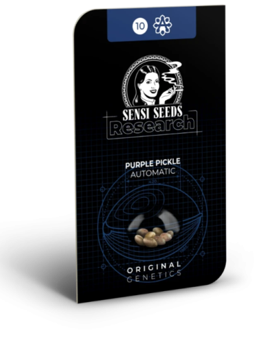 Purple pickle (3) auto sensi seeds