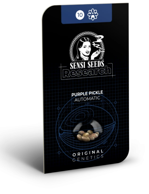 Purple pickle (3) auto sensi seeds