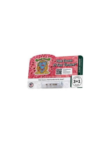 Pink guava f1 fast version sweet seeds