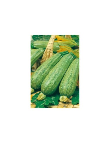 Calabacín verde claro genovés
