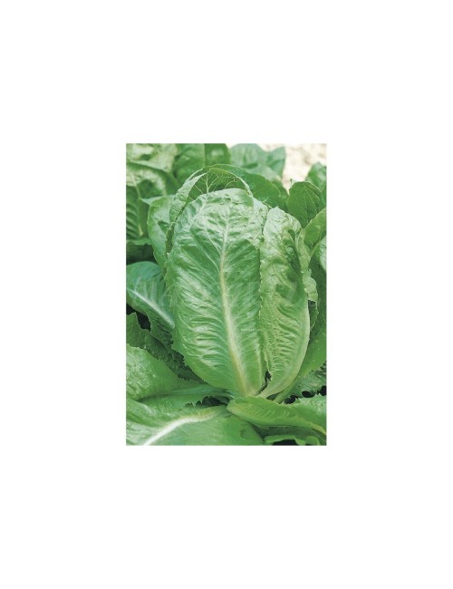 Lechuga batavia amarilla de parís