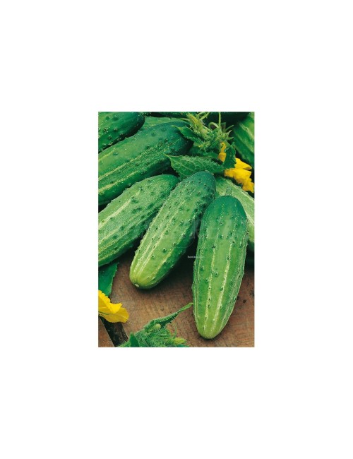 Pepino wisconsin