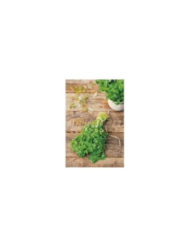 Cilantro