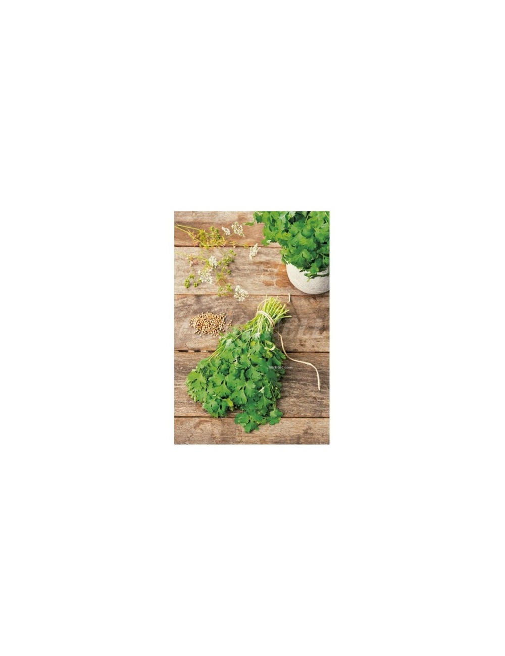 Cilantro