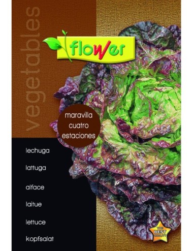 Lechuga maravilla 4 estaciones