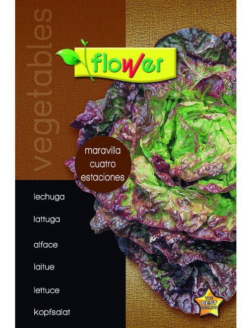 Lechuga maravilla 4 estaciones