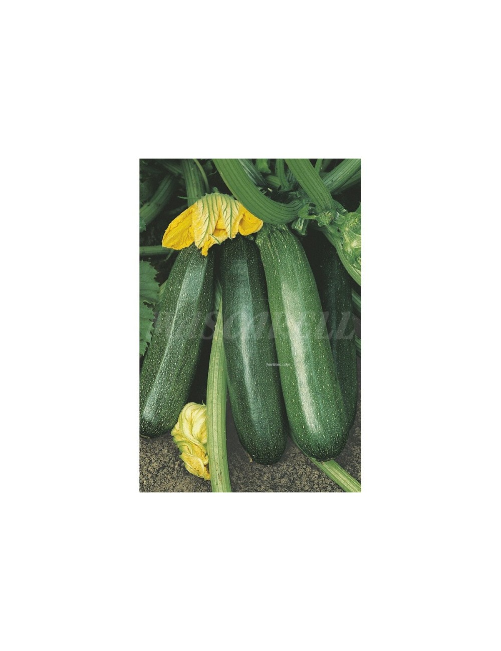 Calabacin black beauty