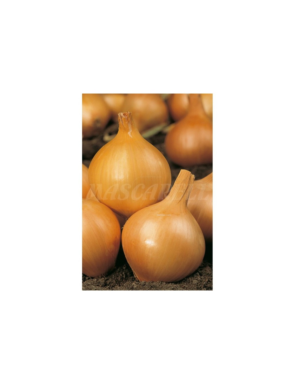 Cebolla amarilla de parma