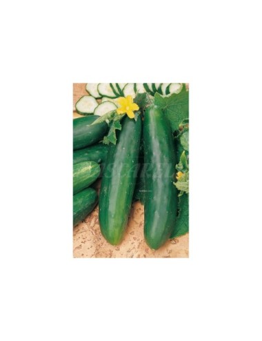 Pepino marketmore