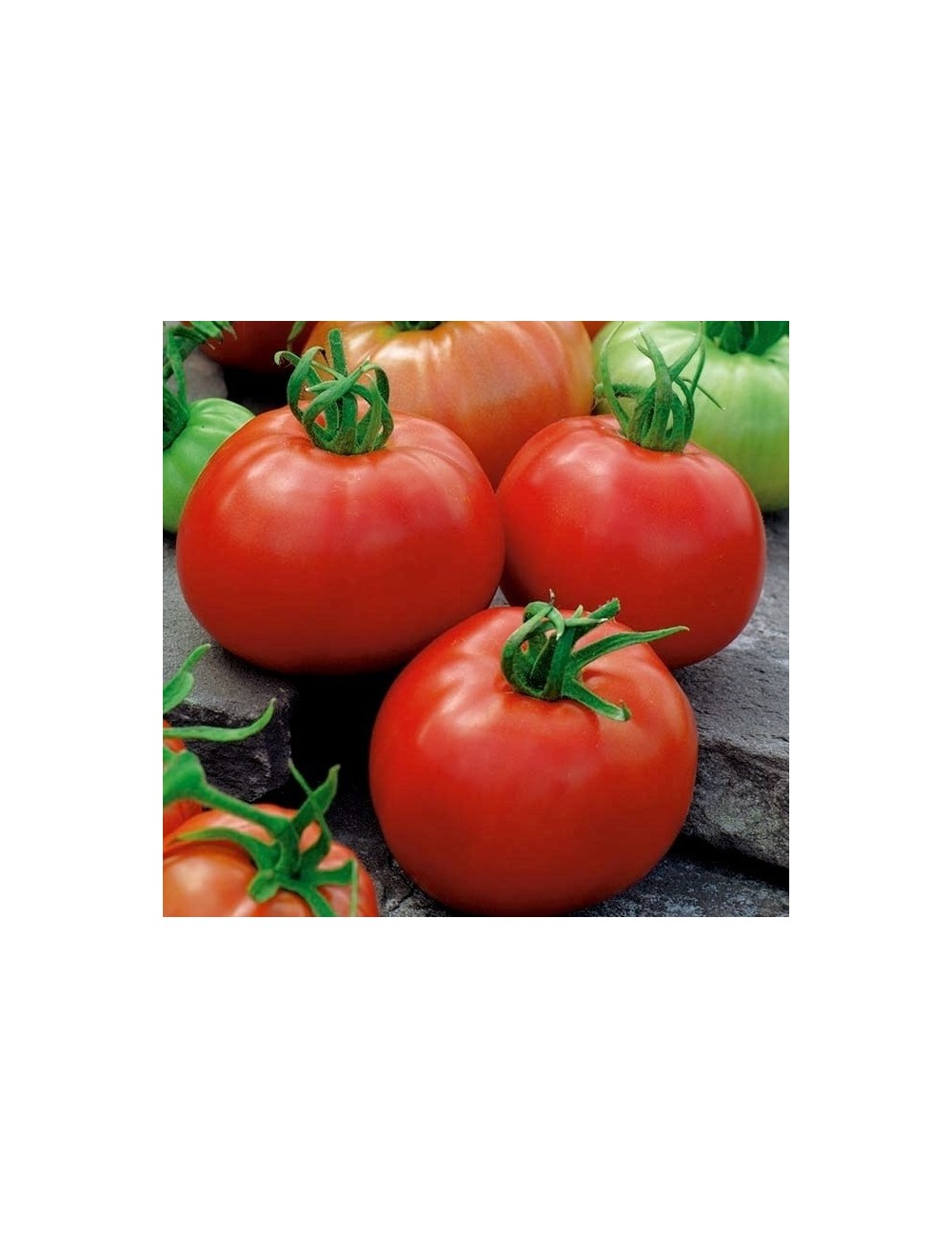 Tomate ace 55vf