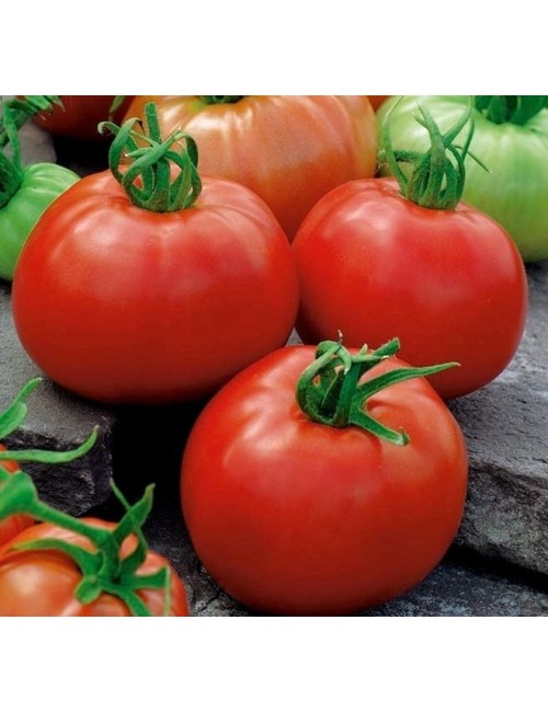 Tomate ace 55vf