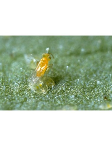 Ercal 3000 eretmocerurs eremicus (mosca blanca)