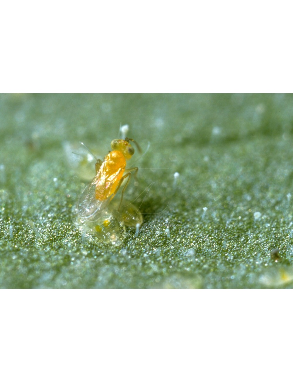 Ercal 3000 eretmocerurs eremicus (mosca blanca)