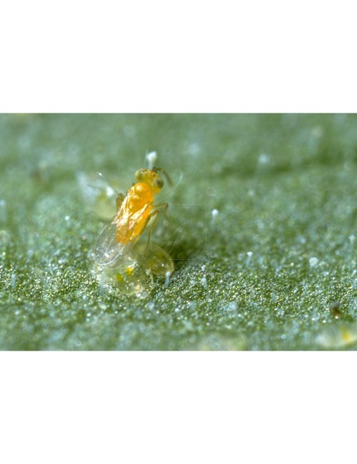 Ercal 3000 eretmocerurs eremicus (mosca blanca)