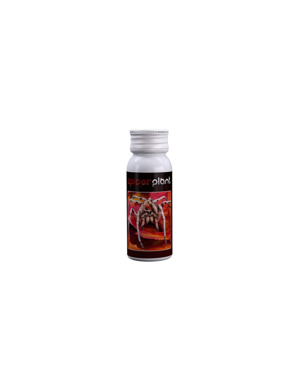 Spider plant