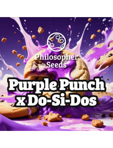 Purple punch x do-si-dos (5) philosopher seeds