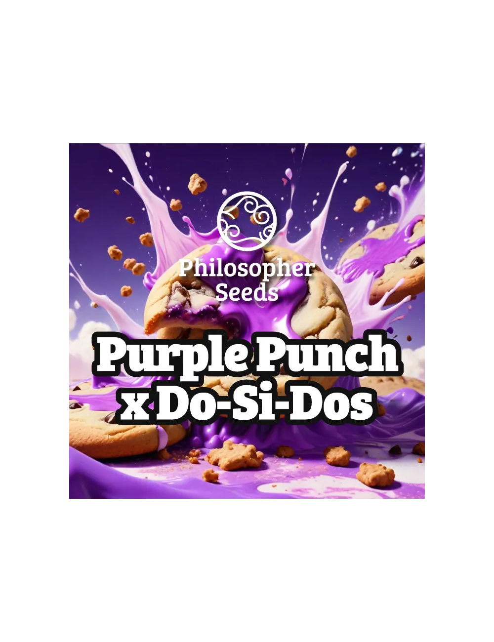 Purple punch x do-si-dos (5) philosopher seeds