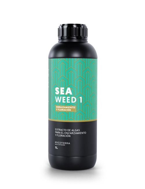 Sea weed 1