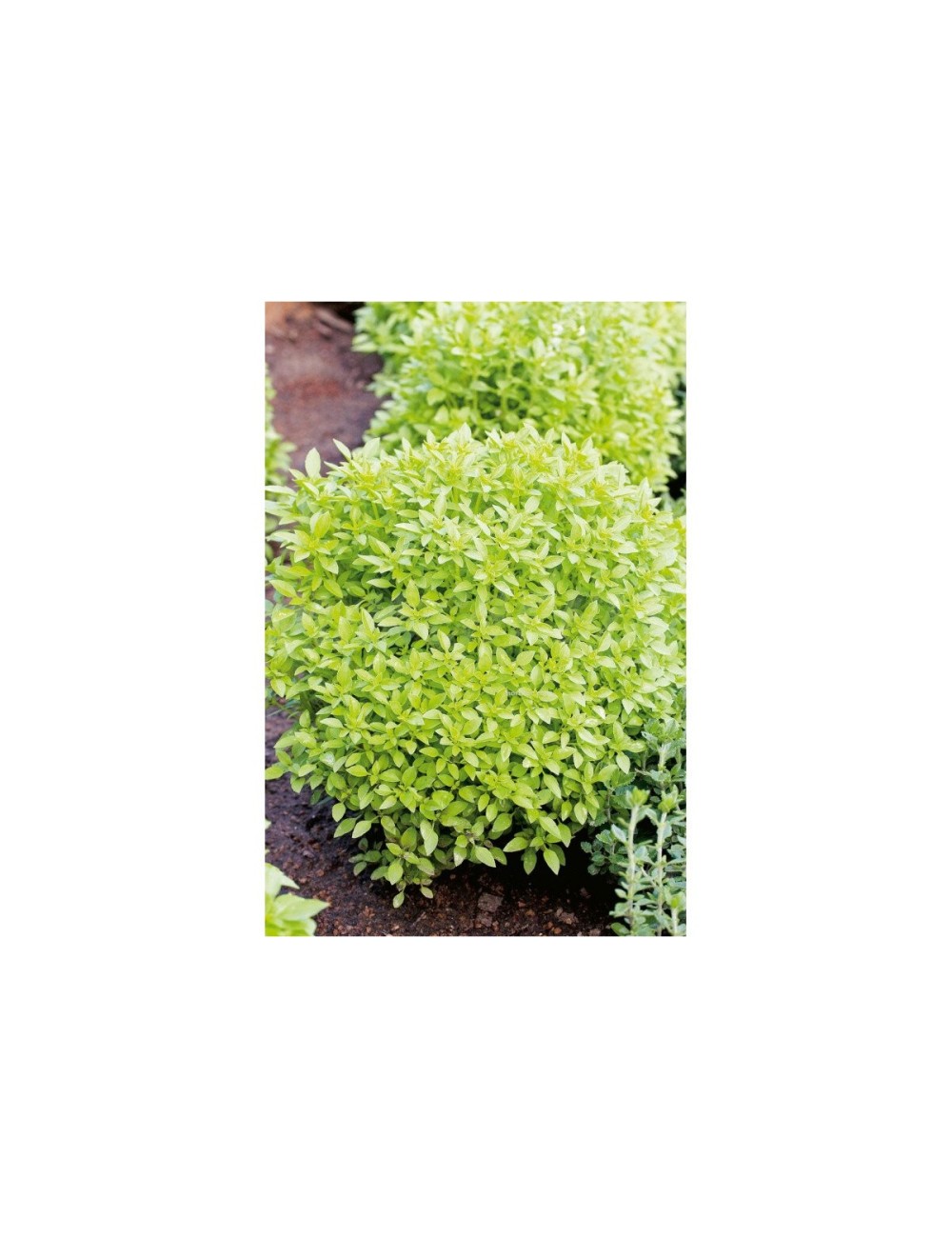 Albahaca de hoja fina
