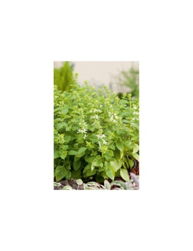 Albahaca limón