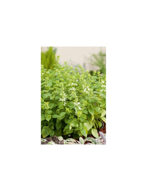 Albahaca limón