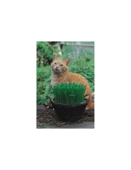 Hierba para gatos