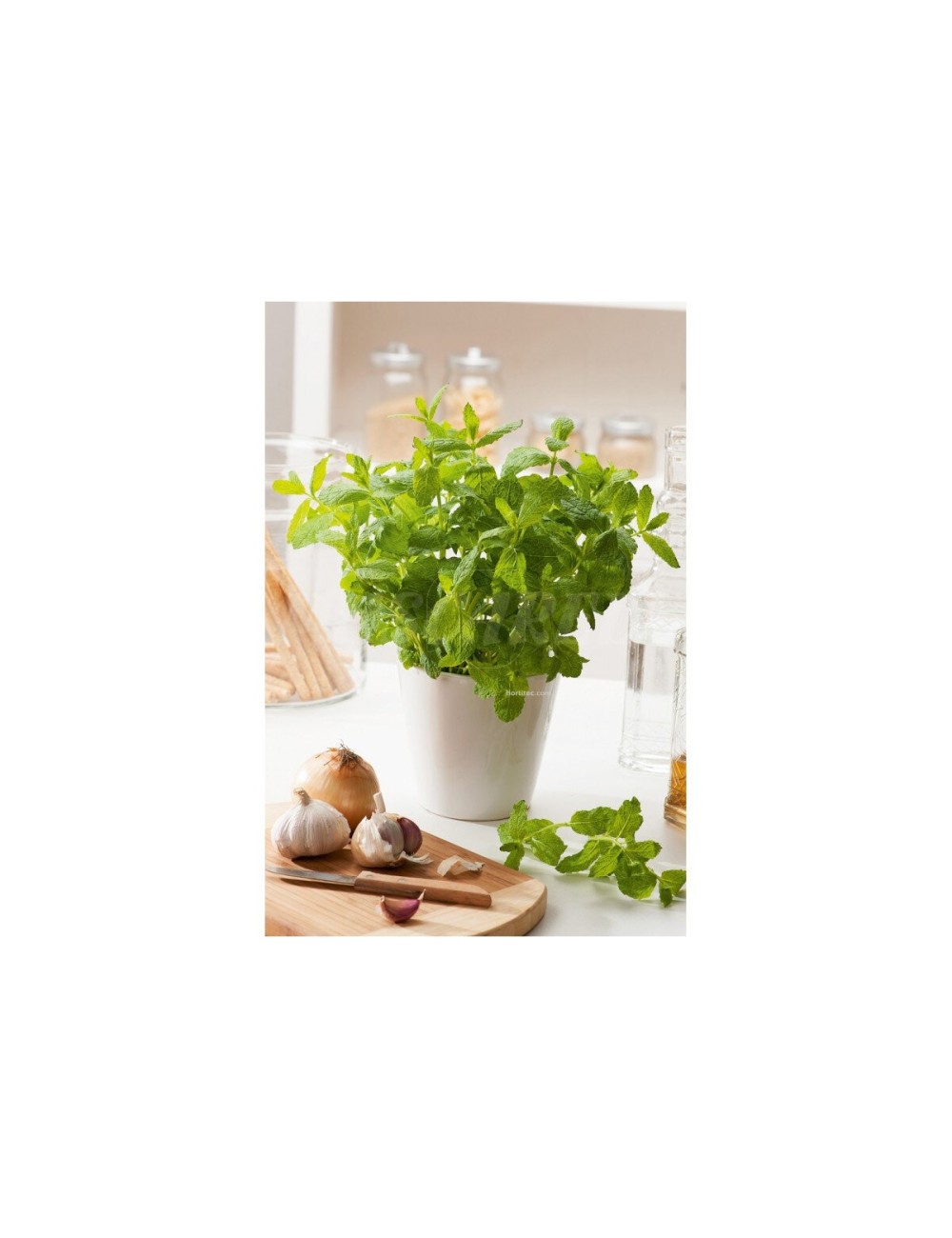 Menta