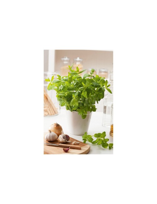 Menta