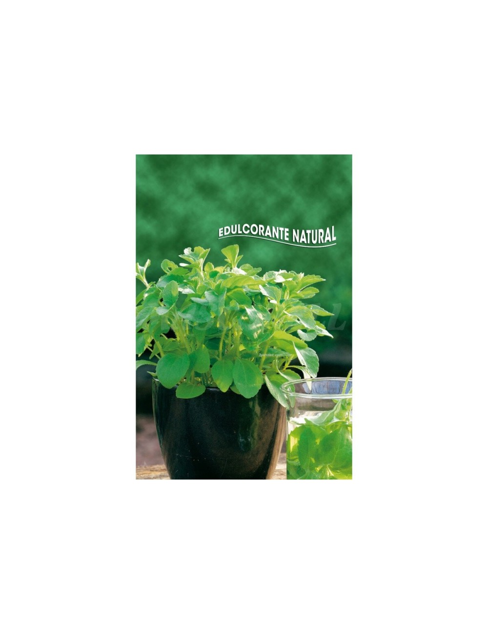 Stevia rebaudiana